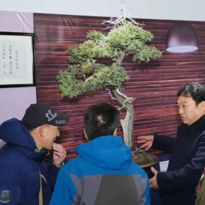 漢風(fēng)起兮 徐州首屆盆景、賞石藝術(shù)展